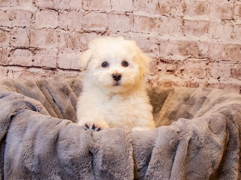 Bichon Frise- Available 3/30-Male-White-3579883-PetCenter Old Bridge Puppies For Sale