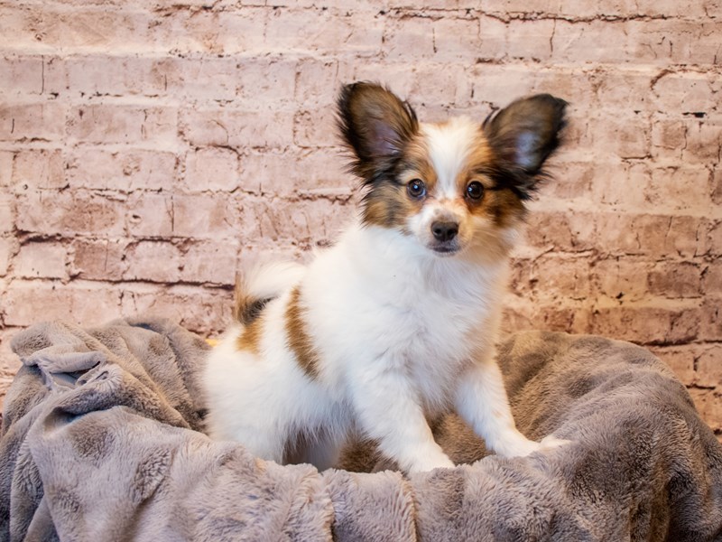 Papillon- Available 3/30-DOG-Male-White and Red-3580903-PetCenter Old Bridge Puppies For Sale