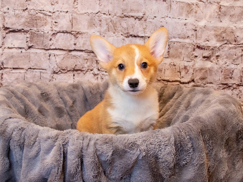 Pembroke Welsh Corgi- Available 4/6-Female-Red-3592155-PetCenter Old Bridge Puppies For Sale