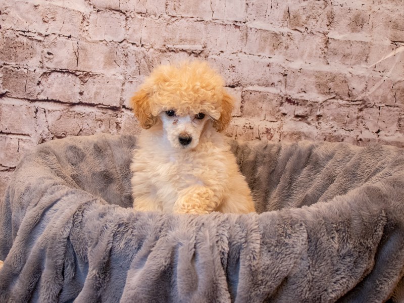 Poodle- Available 4/6-Female-Apricot-3592318-PetCenter Old Bridge