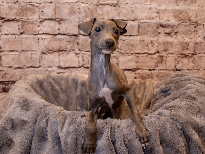 Italian Greyhound- Available 4/13-DOG-Male-Blue-3601668-PetCenter Old Bridge Puppies For Sale