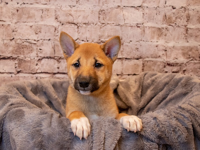 Shiba Inu- Available 4/13-Male-Red-3602669-PetCenter Old Bridge Puppies For Sale