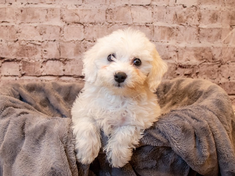 Bichon Frise- Available 4/13-DOG-Female-White and Buff-3602673-PetCenter Old Bridge Puppies For Sale