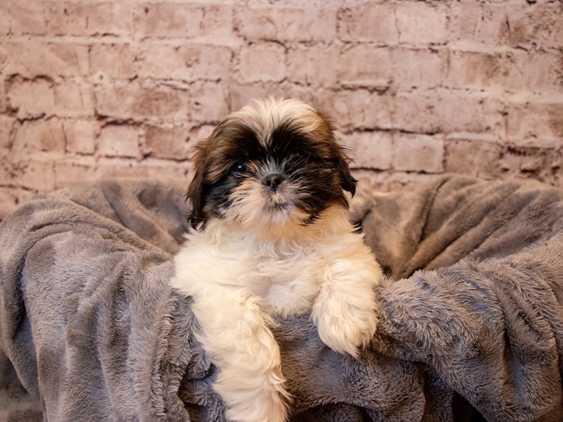 Shih Tzu- Available 4/13-Female-Gold and White-3602795-PetCenter Old Bridge