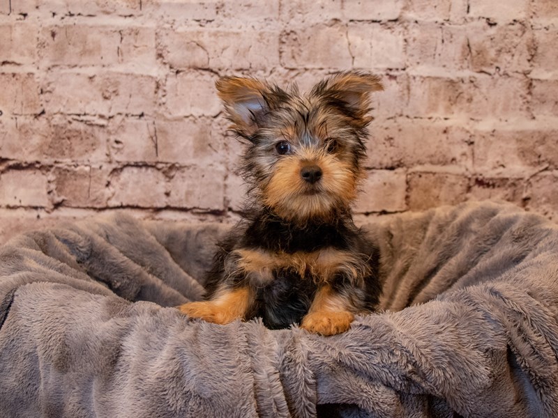 Silky Terrier- Available 4/13-DOG-Male-Silver Black and Tan-3602814-PetCenter Old Bridge Puppies For Sale