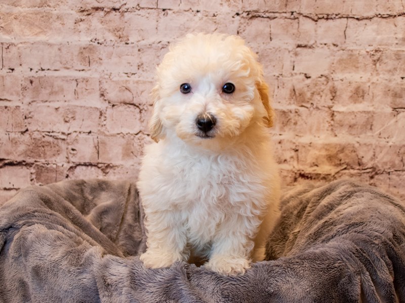 Bichon Poo- Available 4/20-DOG-Male-Cream-3610569-PetCenter Old Bridge Puppies For Sale