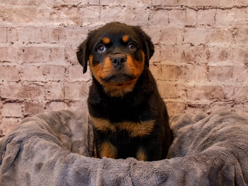 Rottweiler- Available 4/20-DOG-Female-Black / Tan-3610568-PetCenter Old Bridge Puppies For Sale
