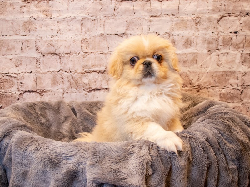 Pekingese- Available 4/20-DOG-Female-Biscuit-3611620-PetCenter Old Bridge Puppies For Sale