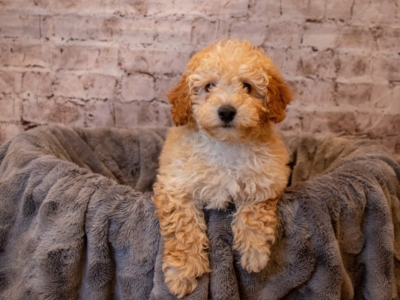 Poodle- Available 4/27-Male-Apricot-3620852-PetCenter Old Bridge Puppies For Sale