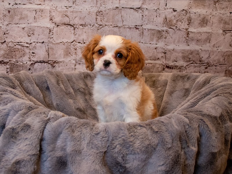 Cavalier King Charles Spaniel- Available 4/27-DOG-Male-Blenheim-3620851-PetCenter Old Bridge Puppies For Sale