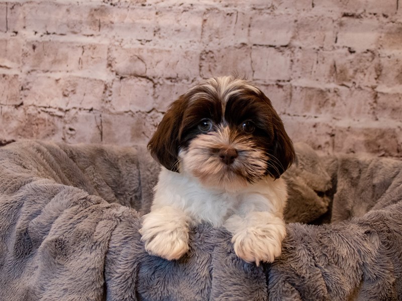 Havanese- Available 4/27-DOG-Female-Chocolate / White-3620778-PetCenter Old Bridge Puppies For Sale