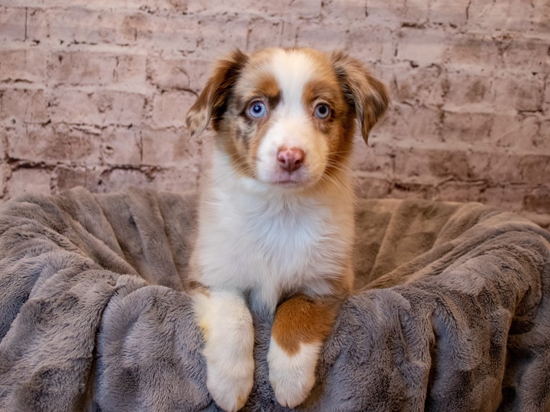 Miniature American Shepherd- Available 4/27-DOG-Female-Red Merle-3620779-PetCenter Old Bridge Puppies For Sale