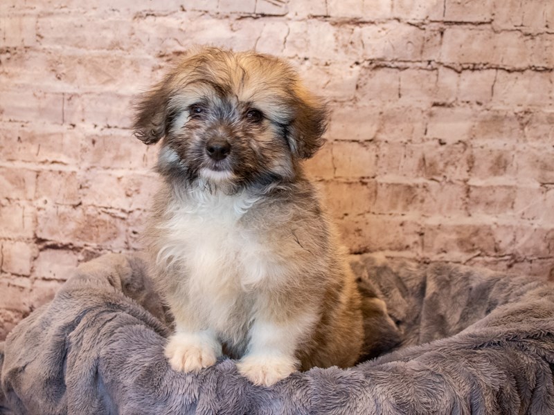 Pomachon- Available 4/27-Male-Gold Sable-3622832-PetCenter Old Bridge Puppies For Sale