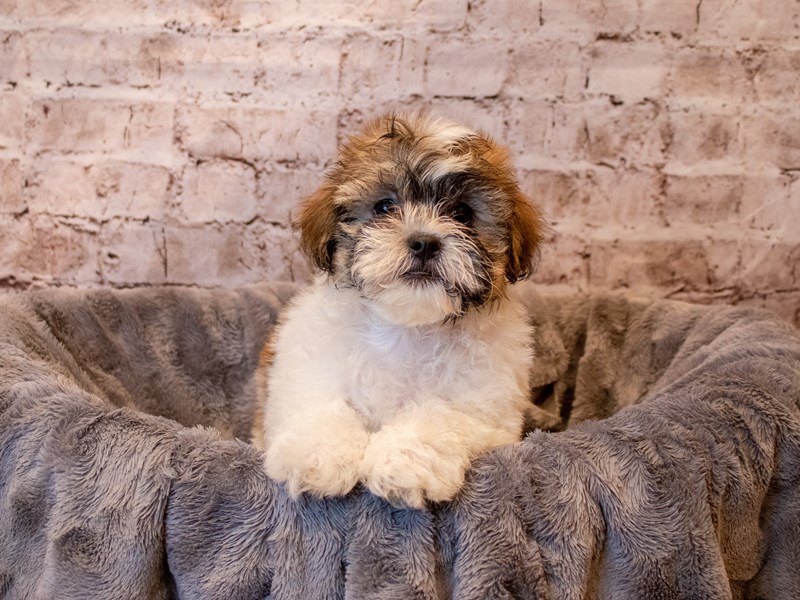 Teddy Bear- Available 4/27-DOG-Male-Red and White-3622868-PetCenter Old Bridge Puppies For Sale