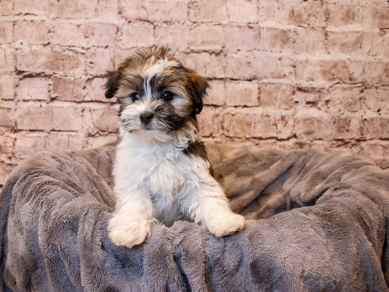 Havanese- Available 5/4-DOG-Male-Sable / White-3630642-PetCenter Old Bridge Puppies For Sale