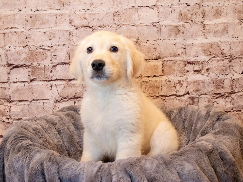 Golden Retriever- Available 5/4-DOG-Male-Cream-3630635-PetCenter Old Bridge Puppies For Sale