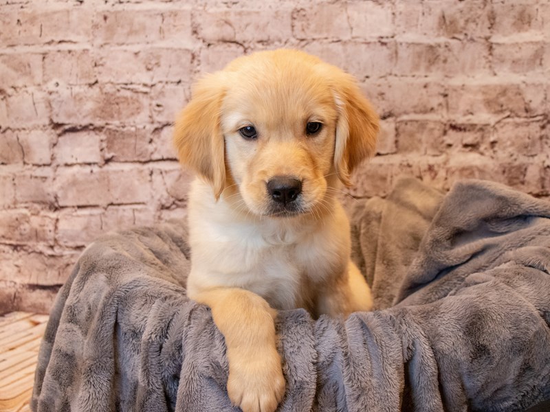 Golden Retriever- Available 5/4-DOG-Female-Light Golden-3630641-PetCenter Old Bridge Puppies For Sale