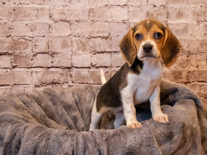 Beagle- Available 5/4-Female-Black White and Tan-3632641-PetCenter Old Bridge Puppies For Sale