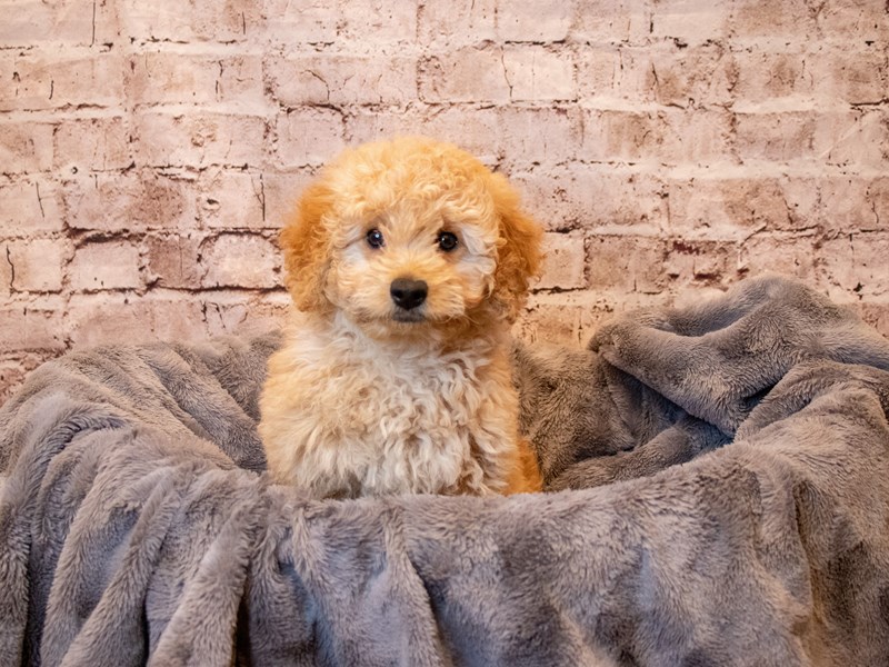 Mini Goldendoodle- Available 5/4-Female-Apricot-3630636-PetCenter Old Bridge Puppies For Sale