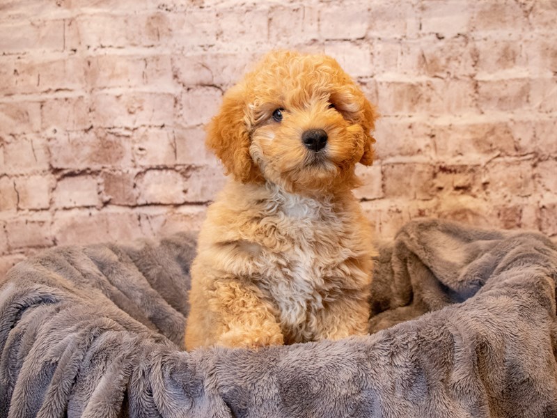 Mini Goldendoodle- Available 5/4-Male-Apricot-3630639-PetCenter Old Bridge Puppies For Sale