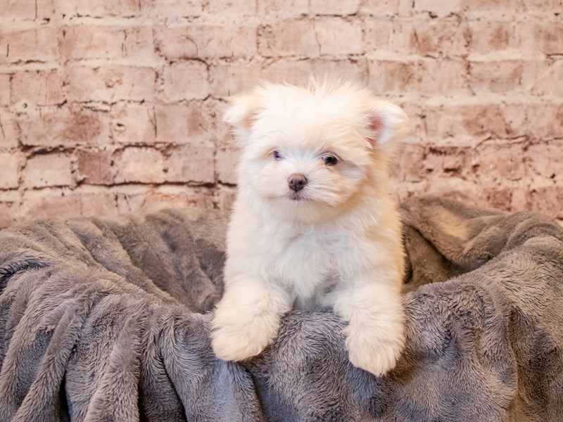 Malti-Poo- Available 5/4-Female-White and Apricot-3632799-PetCenter Old Bridge Puppies For Sale
