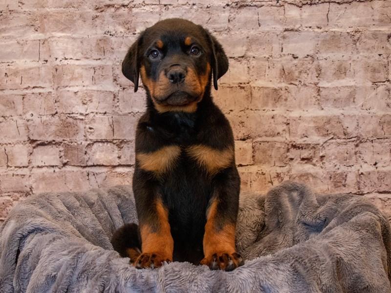 Rottweiler- Available 5/4-DOG-Male-Black / Tan-3630640-PetCenter Old Bridge Puppies For Sale