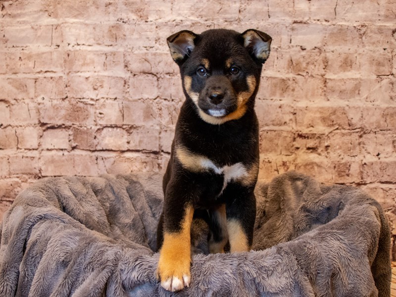 Shiba Inu- Available 5/4-DOG-Male-Black and Tan-3632815-PetCenter Old Bridge Puppies For Sale