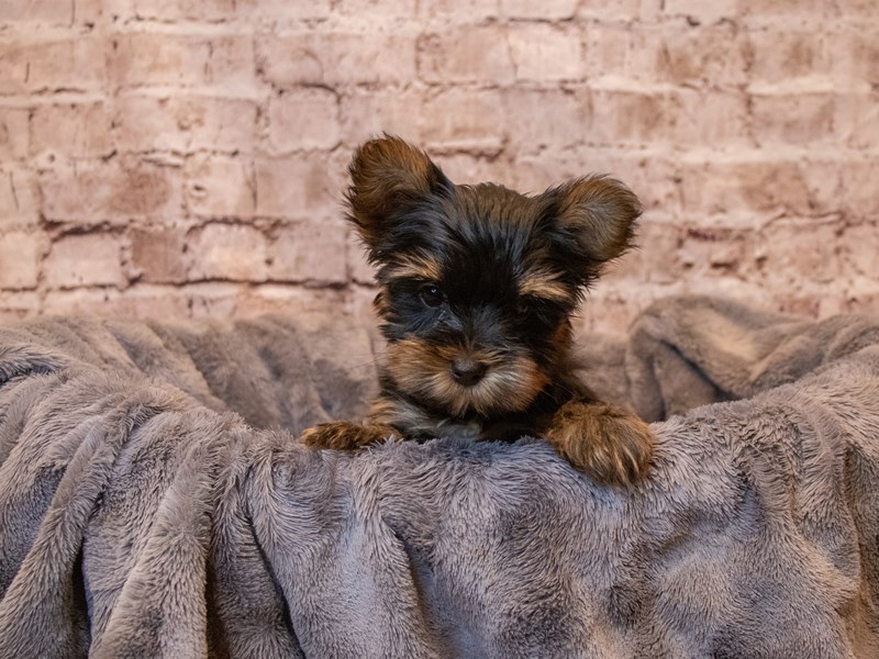 Yorkshire Terrier- Available 5/4-Male-Black and Tan-3632699-PetCenter Old Bridge