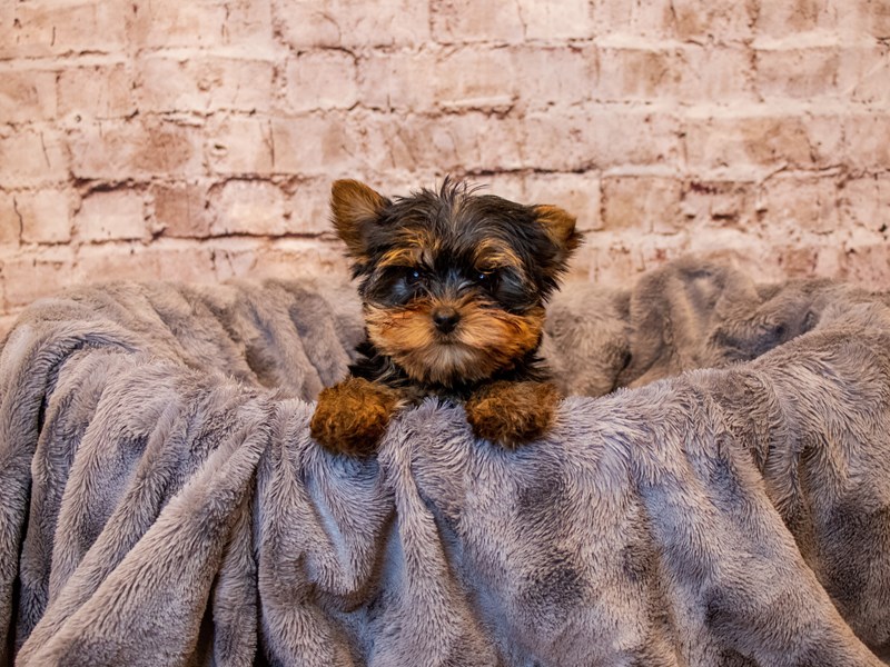 Yorkshire Terrier- Available 5/4-Male-Black and Tan-3632629-PetCenter Old Bridge Puppies For Sale