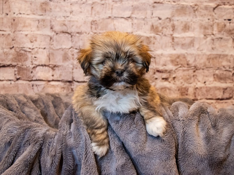 Lhasa Apso- Available 5/4-DOG-Male-Golden-3632781-PetCenter Old Bridge Puppies For Sale