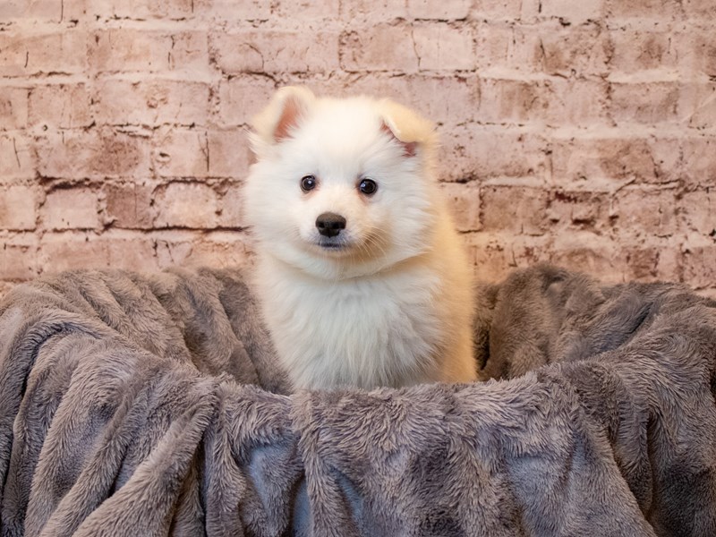 American Eskimo- Available 5/4-Female-White-3632820-PetCenter Old Bridge Puppies For Sale