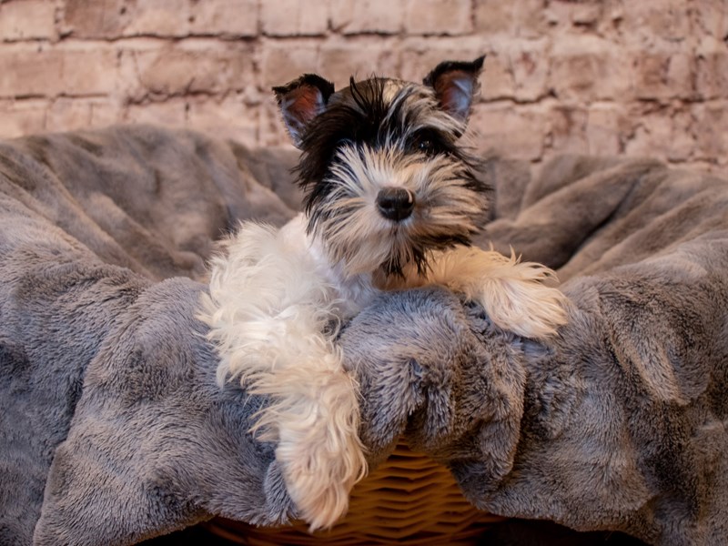 Miniature Schnauzer- Available 5/11-Female-Blue Merle-3640297-PetCenter Old Bridge Puppies For Sale