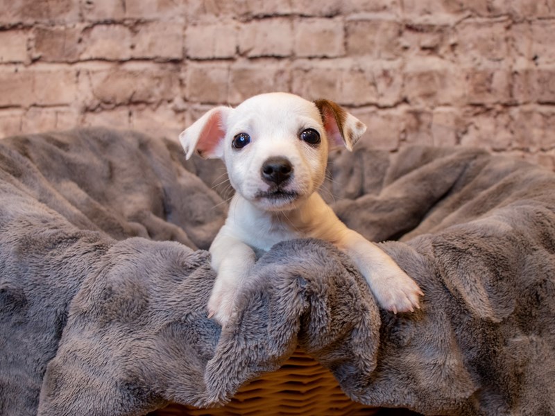 Jack Russell Terrier- Available 5/11-Female-White-3640294-PetCenter Old Bridge Puppies For Sale
