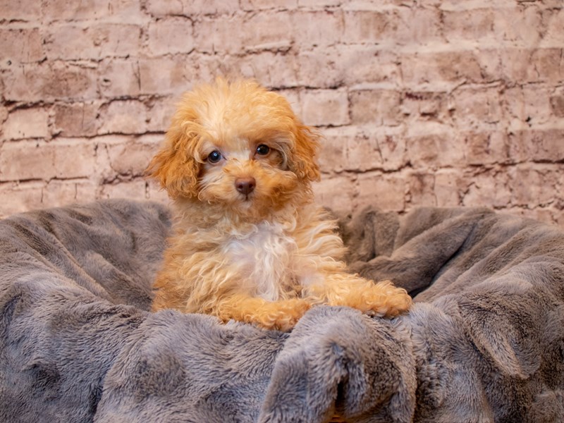 Poodle- Available 5/11-DOG-Male-Apricot-3640359-PetCenter Old Bridge Puppies For Sale