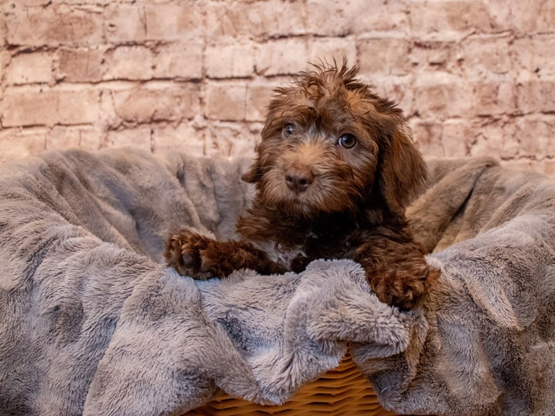 Schnoodle- Available 5/11-Female-Chocolate-3640296-PetCenter Old Bridge Puppies For Sale
