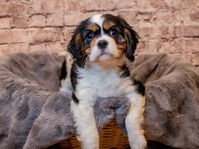 Cavalier King Charles Spaniel- Available 5/11-DOG-Female-Tri-Colored-3640358-PetCenter Old Bridge