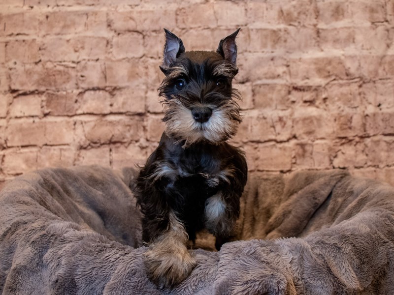 Miniature Schnauzer- Available 5/11-Male-Black / Silver-3640295-PetCenter Old Bridge Puppies For Sale