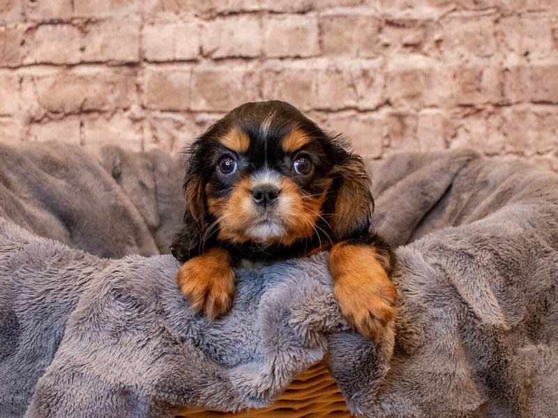 Cavalier King Charles Spaniel- Available 5/11-Female-Black and Tan-3641520-PetCenter Old Bridge Puppies For Sale
