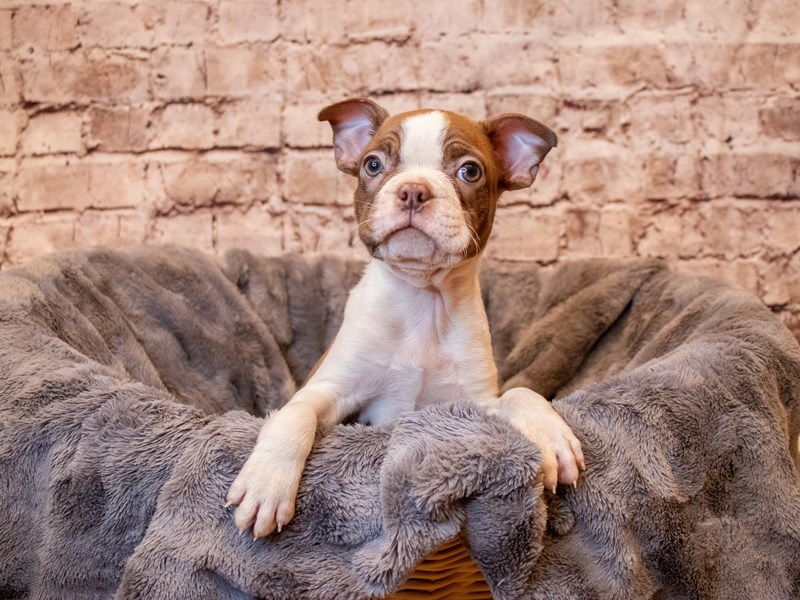 Boston Terrier- Available 5/11-Male-Seal and White-3641632-PetCenter Old Bridge Puppies For Sale