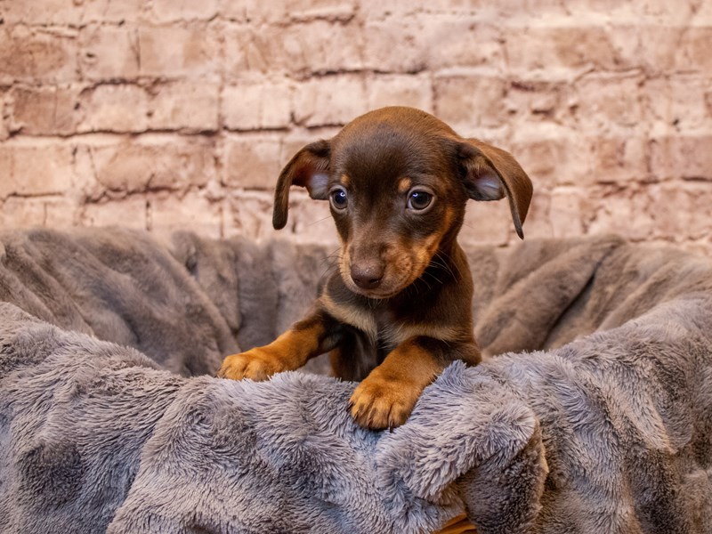 Chiweenie- Available 5/11-Male-Chocolate and Tan-3641627-PetCenter Old Bridge