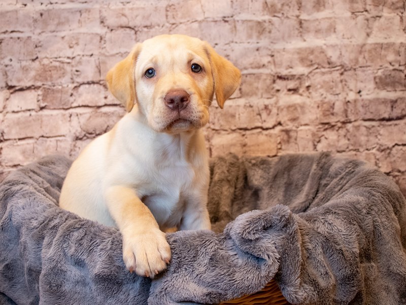 Labrador Retriever- Available 5/11-DOG-Male-Yellow-3641666-PetCenter Old Bridge Puppies For Sale