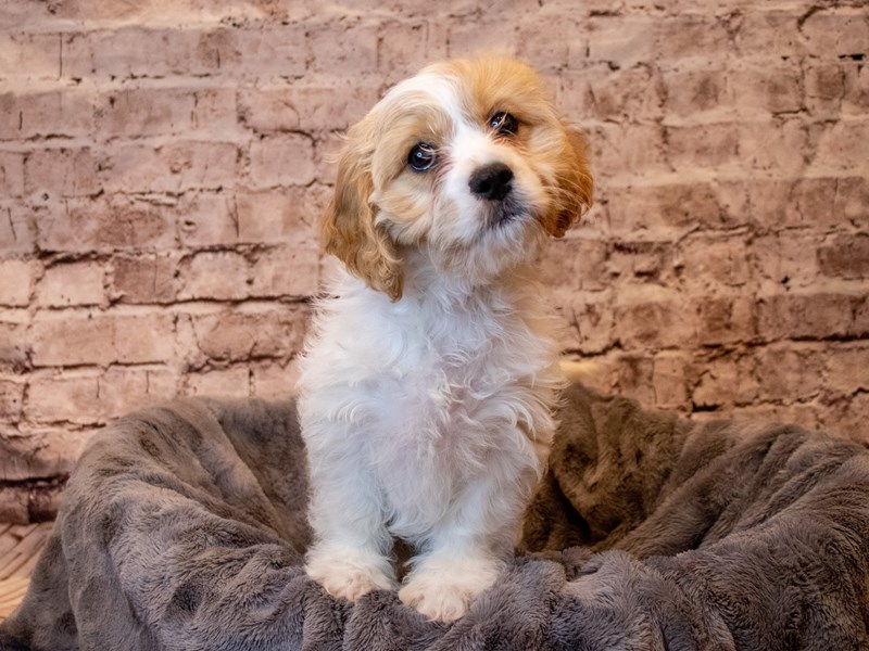 Cavachon- Available 5/11-Male-White and Apricot-3641620-PetCenter Old Bridge