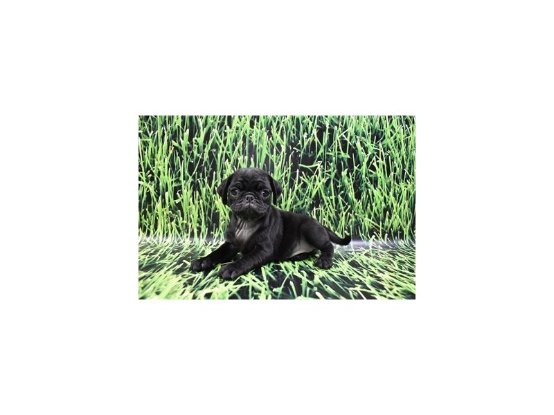 Pug- Available 5/18-DOG-Female-Black-3651946-PetCenter Old Bridge