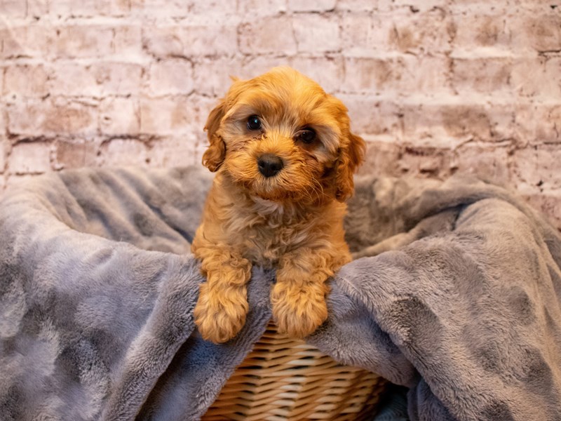 Cavapoo- Available 5/18-Male-Apricot-3650322-PetCenter Old Bridge Puppies For Sale