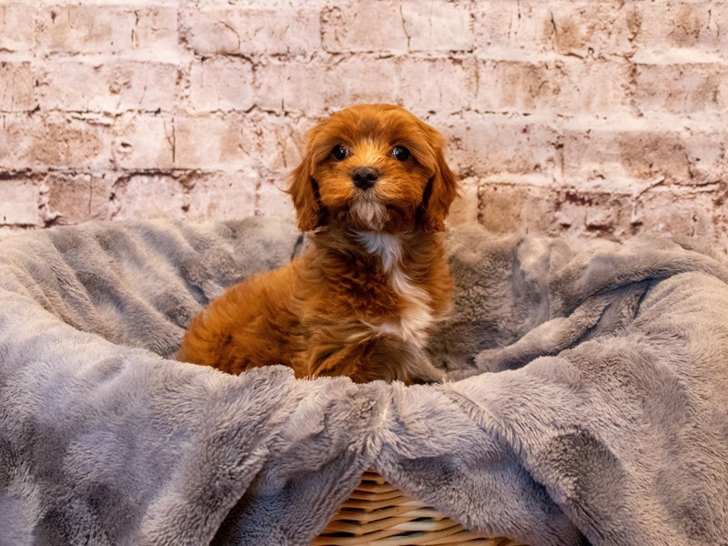 Cavapoo- Available 5/18-Female-Red-3650321-PetCenter Old Bridge Puppies For Sale