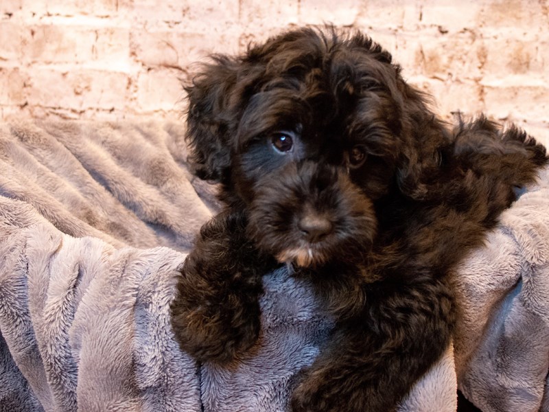 Mini Aussiedoodle- Available 5/18-DOG-Male-Black-3650324-PetCenter Old Bridge Puppies For Sale