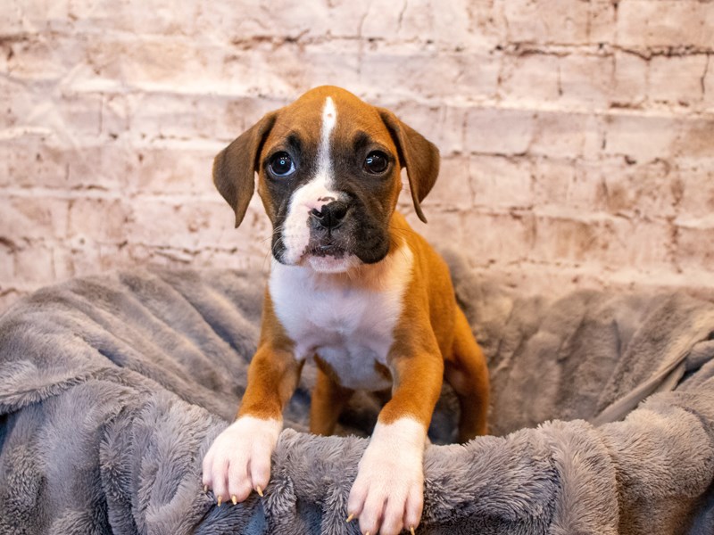 Boxer- Available 5/18-DOG-Female-Fawn-3652002-PetCenter Old Bridge Puppies For Sale