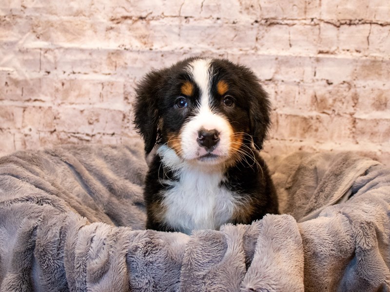 Bernese Mountain Dog- Available 5/18-DOG-Male-Black Rust and White-3652010-PetCenter Old Bridge Puppies For Sale
