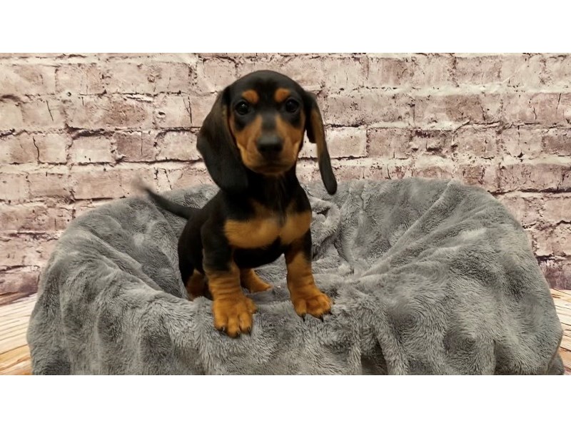 Dachshund- Available 5/18-DOG-Male-Black and Tan-3652095-PetCenter Old Bridge Puppies For Sale