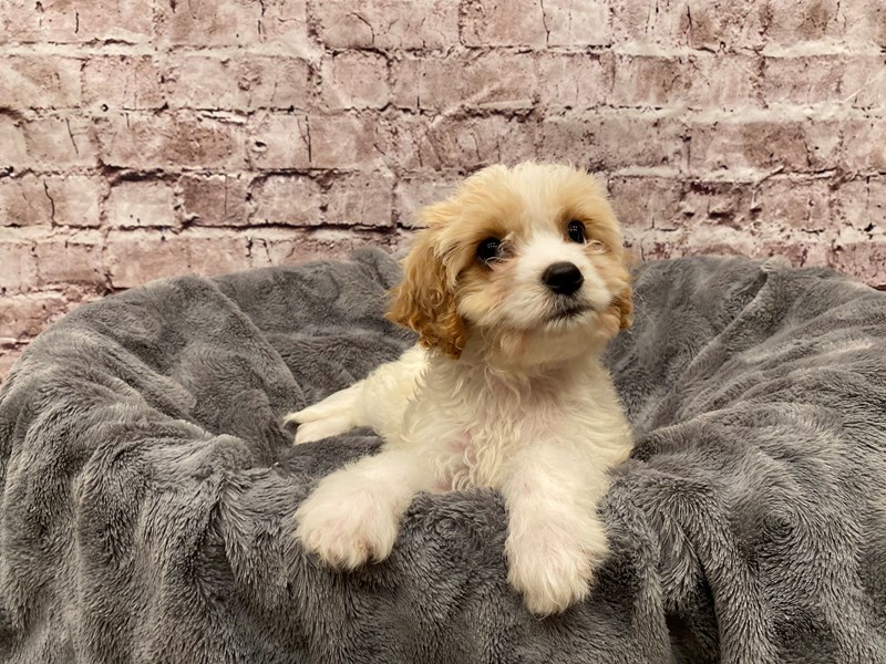 Cavachon- Available 5/18-DOG-Female-White and Apricot-3651869-PetCenter Old Bridge